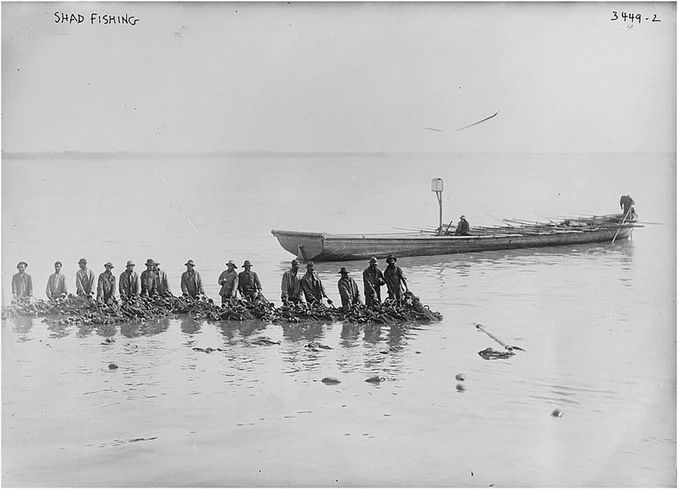 Figure 1 Bain News Service, publisher, Shad Fishing, ca. 1910 (between and ca. 1915). Photograph from Library of Congress, Prints & Photographs Division, George Grantham Bain Collection, LC-DIGggbain-18897.
